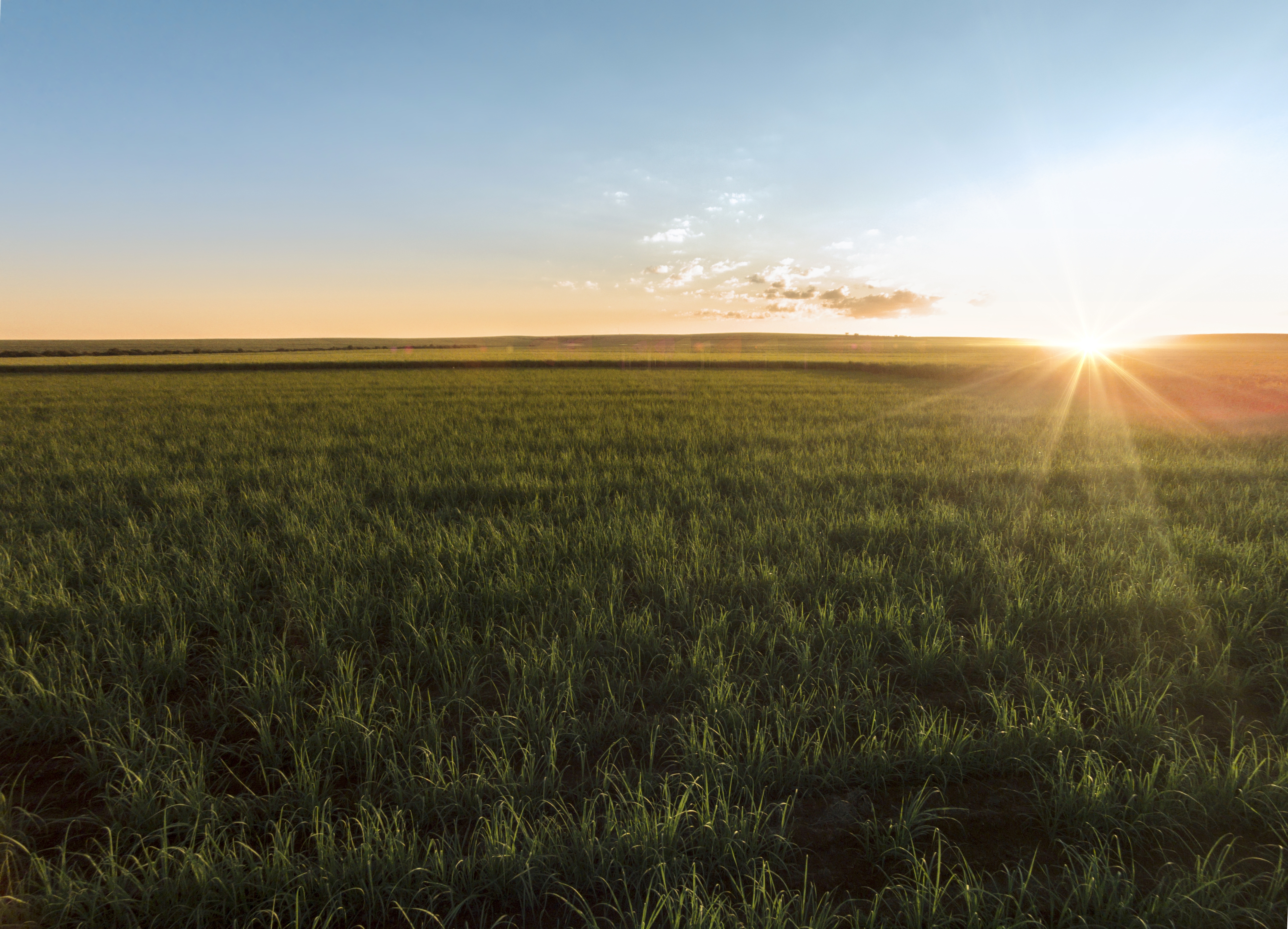 RaboResearch Food & Agribusiness Brazil