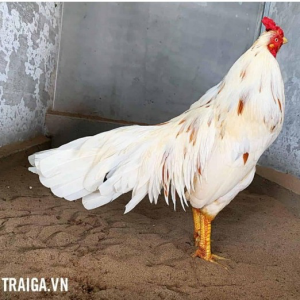 Trại Gà Vn