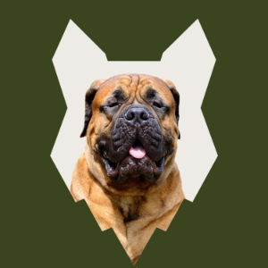 How Do I Introduce My BULLMASTIFF PUPPY To My Family