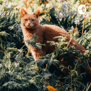 Warriors into the wild- Chapter 1