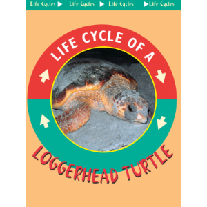 Loggerhead Turtles-logo