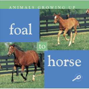 Foal to Horse-logo
