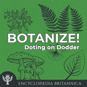 Doting on Dodder-logo