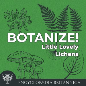 Little Lovely Lichens-logo