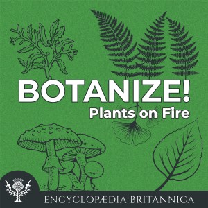 Plants on Fire-logo