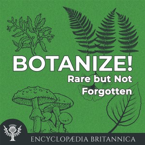 Rare but Not Forgotten-logo