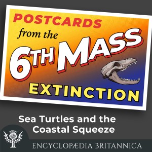Sea Turtles and the Coastal Squeeze-logo