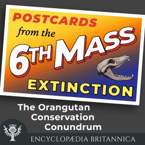 The Orangutan Conservation Conundrum-logo