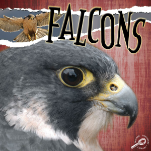 Falcons