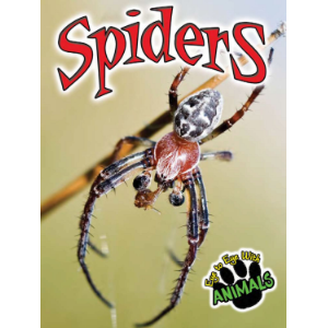 Spiders