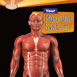 Your Muscular System-logo
