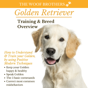 Golden Retriever Training & Breed Overview