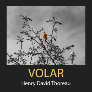 Volar-logo
