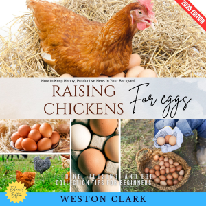 Raising Chickens for Eggs: